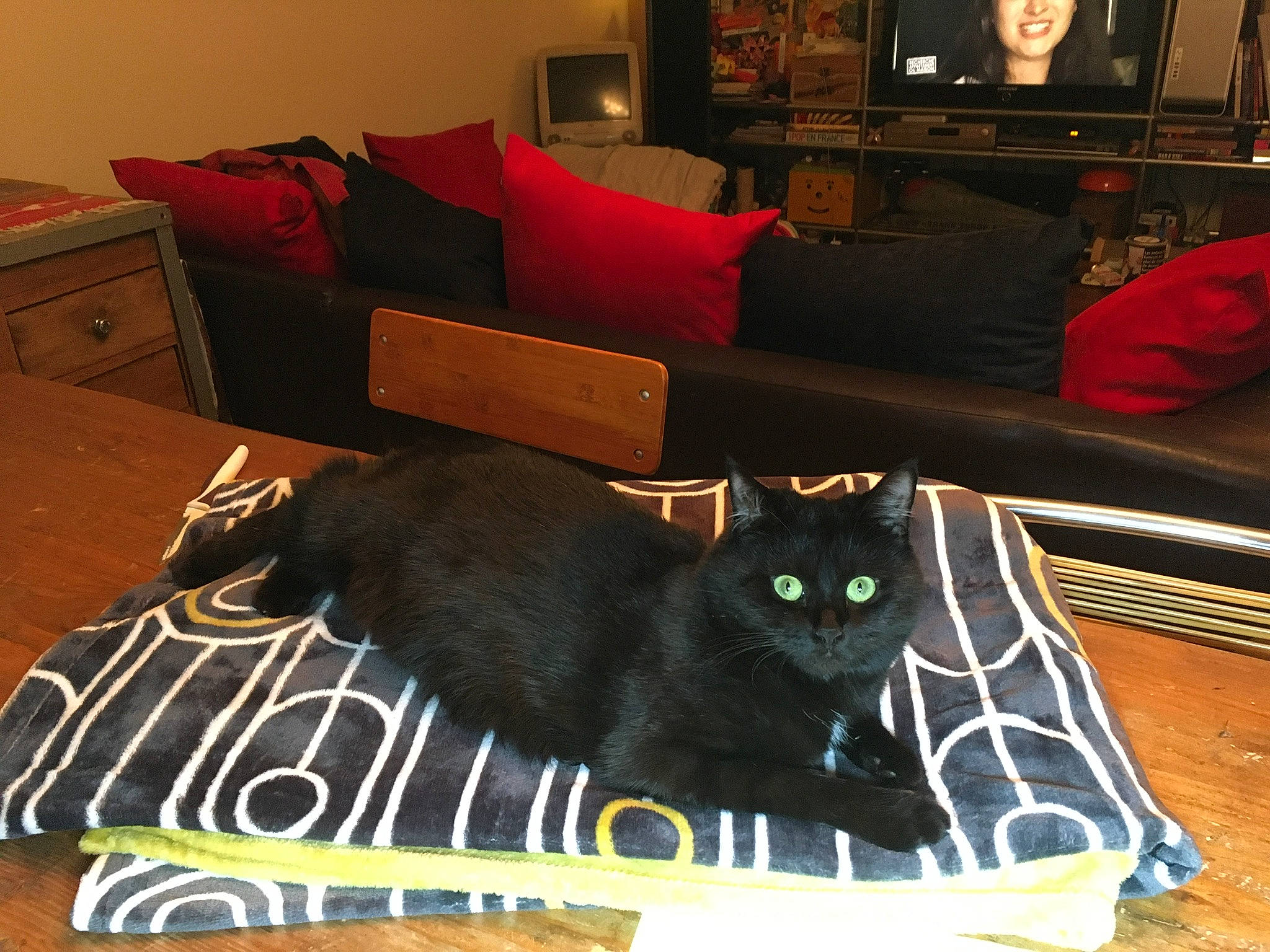 Miyuki a rejoint le concours — aidez-le/la à gagner de superbes lots ! black, cable_television, carnivore, cat, comfort, couch, felidae, flooring, furniture, grey, hardwood, interior_design, living_room, small_to_medium_sized_cats, studio_couch, table, television, textile, whiskers, wood