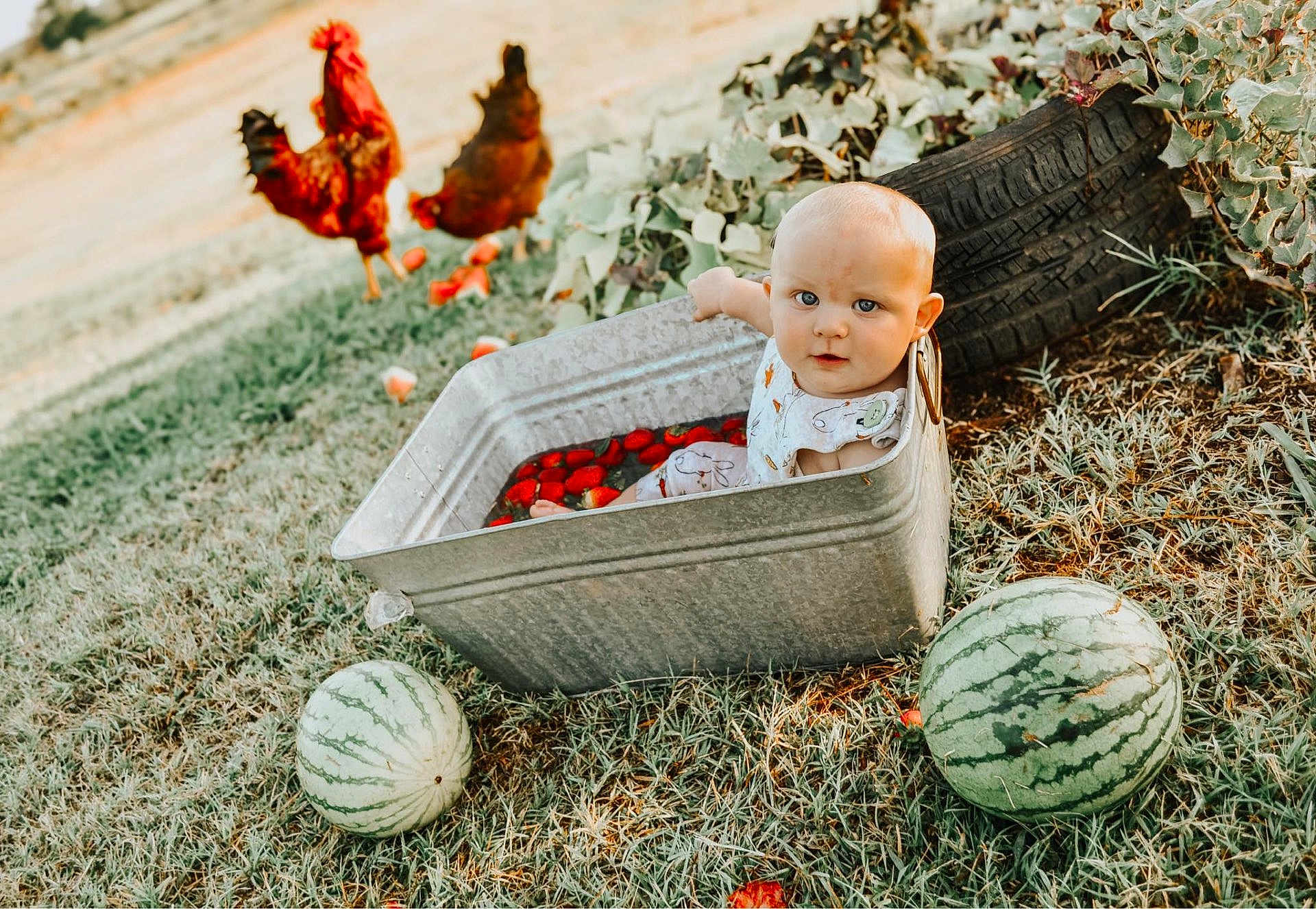 Lucas joined the competition — help win amazing prizes! baby, metal_tub, water, strawberries, grass, watermelon, chickens, tire, outdoor, nature, child, summer, farm, animal, playful, cute, person, sunlight, daylight, garden