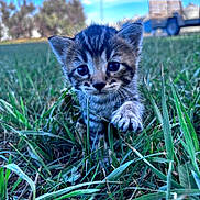 Love is registered to the contest to win money with this photo: animal, background, blue_eyes, cat, close_up, crouching, cute, daylight, furry, grass, kitten, lawn, nature, outdoor, paw, portrait, striped, tabby, truck, whiskers