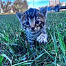 animal, background, blue_eyes, cat, close_up, crouching, cute, daylight, furry, grass, kitten, lawn, nature, outdoor, paw, portrait, striped, tabby, truck, whiskers
