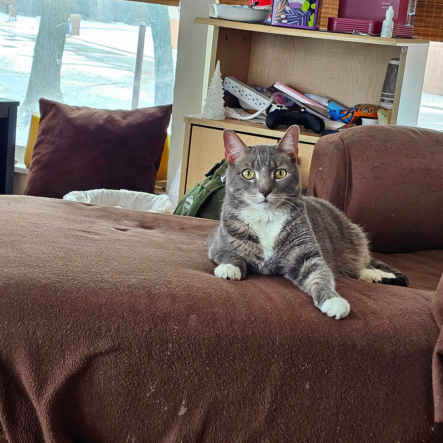 Miso Cute is registered to the contest to win money with this photo: accessories, animal, architecture, bag, bed, bedroom, building, cat, chair, couch, cushion, furniture, handbag, homedecor, indoors, interiordesign, livingroom, person, pet, room