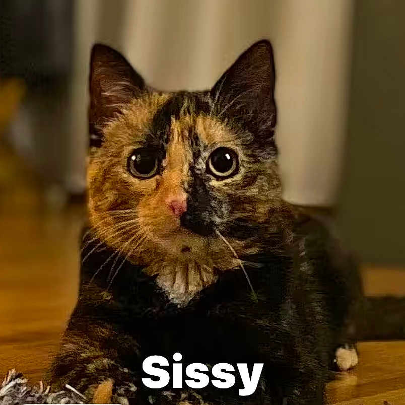 Sissy participe au concours pour gagner de l'argent avec cette photo : abyssinian, animal, blackcat, brasssection, cat, egyptiancat, face, hardwood, head, horn, kitten, manx, musicalinstrument, person, pet, snout, wood