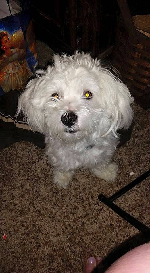 Boo is registered to the contest to win money with this photo: bolognese, bolonka, canidae, carnivore, cockapoo, companion_dog, coton_de_tulear, dog, dog_breed, havanese, kyi_leo, lowchen, maltepoo, maltese, mammal, poodle_crossbreed, sporting_lucas_terrier, terrier, vertebrate, west_highland_white_terrier