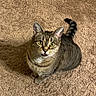 Misty joined the competition — help win amazing prizes! cat, tabby, pet, animal, carpet, indoor, feline, striped_tail, curious, sitting, fur, whiskers, ears, eyes, looking_up, domestic, mammal, cute, young_cat, texture