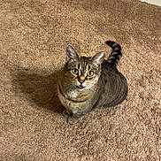 Misty joined the competition — help win amazing prizes! cat, tabby, pet, animal, indoor, carpet, brown, striped, fur, whiskers, ears, tail, looking_up, curious, shadow, floor, domestic, cute, feline, sitting