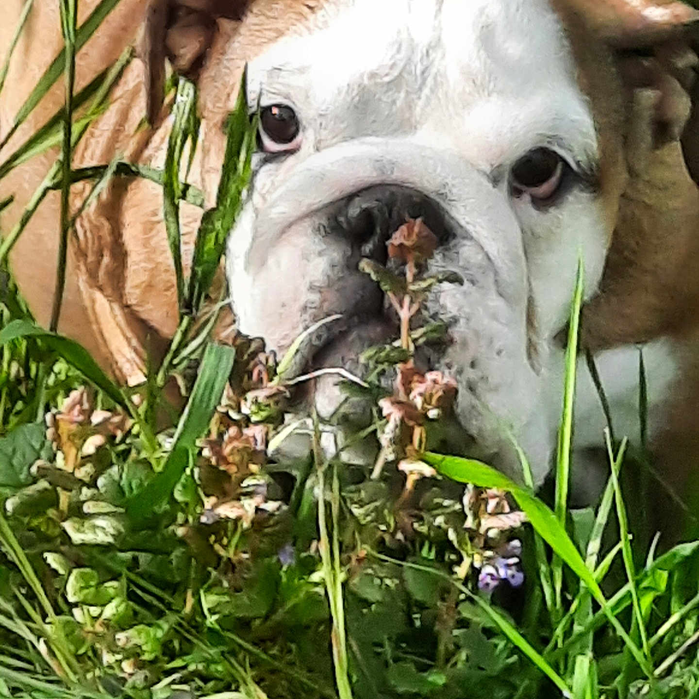 Violet Lili'Bet Rose participe au concours pour gagner de l'argent avec cette photo : animal, bostonbull, boxer, bulldog, canine, dog, flower, frenchbulldog, geranium, grass, herbal, herbs, hound, leaf, pet, pitbull, plant, pottedplant, puppy, vegetation