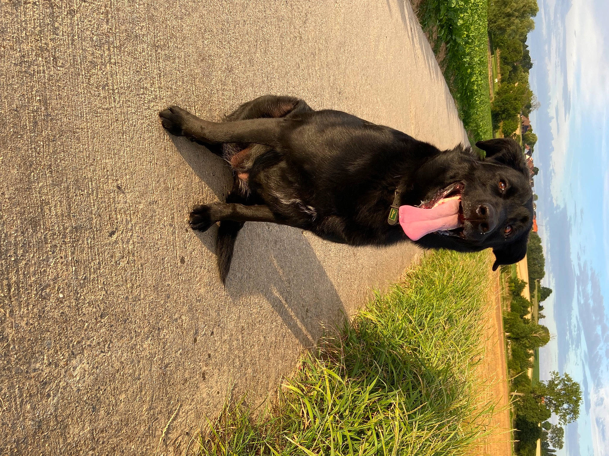 Alia a rejoint le concours — aidez-le/la à gagner de superbes lots ! canidae, carnivore, cloud, companion_dog, dog, dog_breed, fawn, grass, guard_dog, plant, shadow, sky, snout, sporting_group, tail, terrestrial_animal, tree, water, window, working_animal