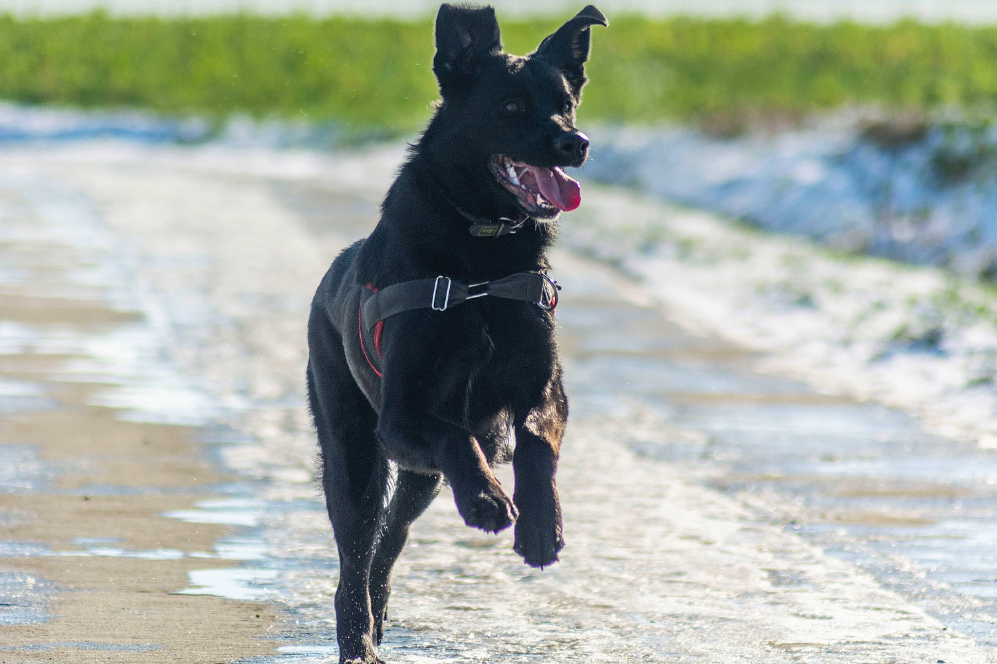 Alia participe au concours pour gagner de l'argent avec cette photo : animal_sports, borador, canidae, carnivore, collar, companion_dog, dog, dog_breed, dog_collar, dog_supply, guard_dog, hunting_dog, recreation, retriever, snout, sporting_group, water, working_animal, working_dog