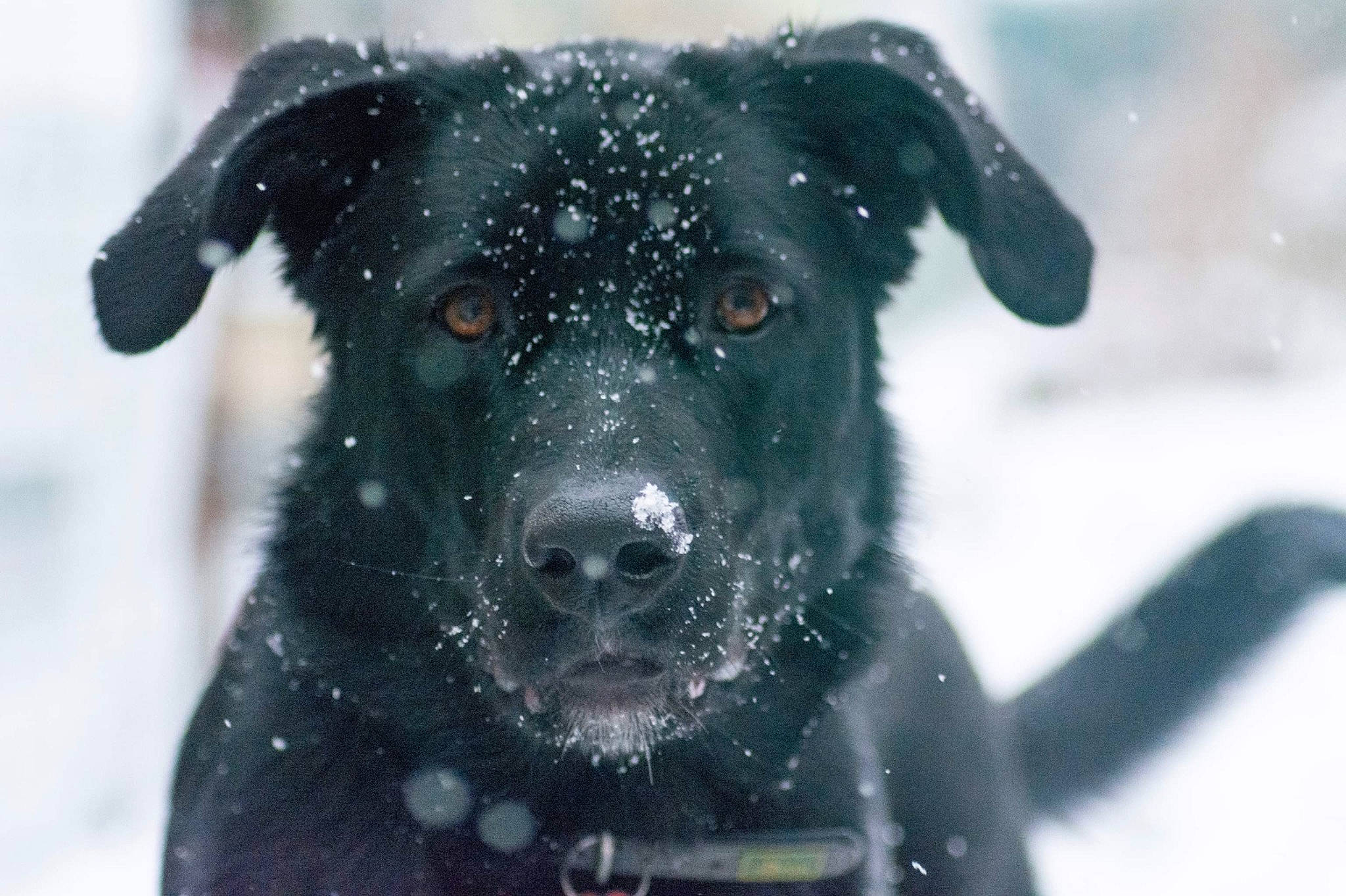 Alia a rejoint le concours — aidez-le/la à gagner de superbes lots ! borador, canidae, carnivore, collar, companion_dog, dog, dog_breed, dog_collar, electric_blue, eye, freezing, fur, iris, pet_supply, snout, snow, sporting_group, whiskers, winter, working_animal