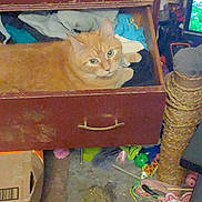 Nala joined the competition — help win amazing prizes! cat, orange_tabby, drawer, dresser, clothes, indoor, carpet, cardboard_box, scratching_post, toys, clutter, green_eyes, furniture, cozy, sitting, portrait, household_item, fabric, storage, pet