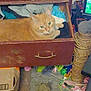 cat, orange_tabby, drawer, dresser, clothes, indoor, carpet, cardboard_box, scratching_post, toys, clutter, green_eyes, furniture, cozy, sitting, portrait, household_item, fabric, storage, pet