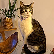 Myrtille a rejoint le concours — aidez-le/la à gagner de superbes lots ! cat, tabby_cat, indoor, glass_table, wooden_chair, plant, flower, collar, pet, feline, domestic_animal, curious, sitting, fur, whiskers, table, decor, houseplant, looking_away, warm_lighting