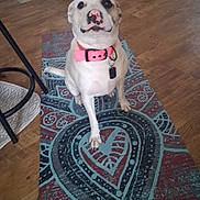 Nila joined the competition — help win amazing prizes! animal, canine, companion, cute, dog, domestic_animal, flooring, friendly, fur, household, indoor, looking_up, mammal, one_dog, patterned_rug, pet, pink_collar, rug, sitting, wooden_floor