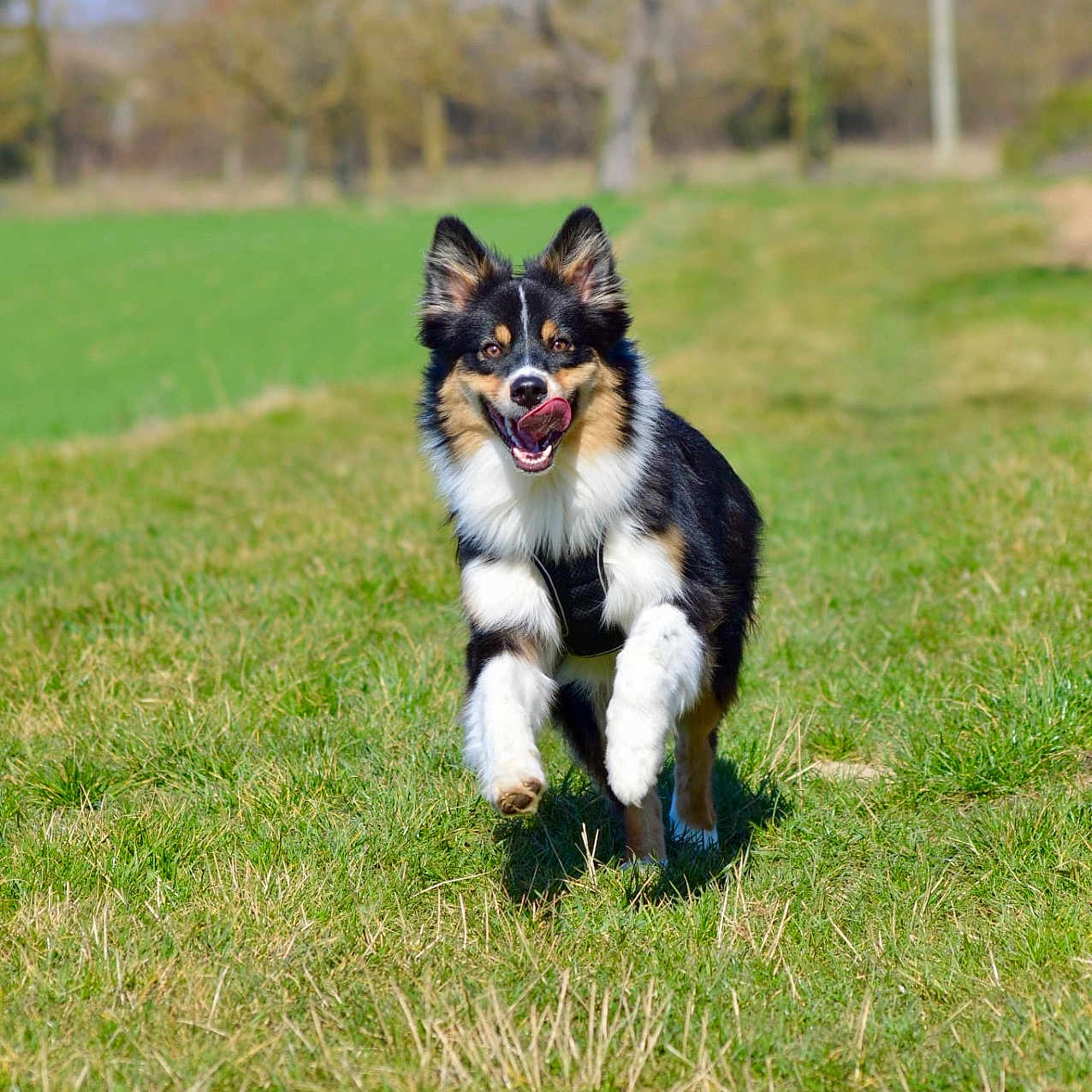 Milo participe au concours pour gagner de l'argent avec cette photo : accessories, animal, canine, cockerspaniel, collie, dog, field, germanshepherd, grass, grassland, husky, lawn, nature, outdoors, papillon, park, pet, plant, puppy, strap