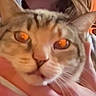 Snowy is registered to the contest to win money with this photo: cat, close_up, pet, animal, orange_eyes, hand, person, feline, face, domestic_cat, whiskers, ears, fur, indoor, cute, expression, holding, portrait, mammal, companion