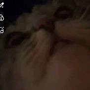 Snowy joined the competition — help win amazing prizes! cat, close_up, blurry, dark, animal, face, nose, whiskers, fur, pet, indoor, mystery, sniffing, eyes, cute, feline, portrait, soft, close_range, curious