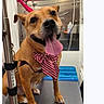 Fugi is registered to the contest to win money with this photo: animal, bowtie, brown_dog, canine, clean, collar, cute, dog, friendly, grooming, happy, indoor, leash, pet, portrait, smiling, table, tongue_out, veterinary, well_lit