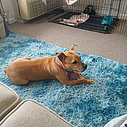 Fugi joined the competition — help win amazing prizes! blanket, blue_rug, calm, carpet, collar, cozy, dog, fluffy_rug, furniture, home, indoor, living_room, neutral_colors, pet, pet_crate, relaxing, resting, sofa, tan_dog, water_bowl