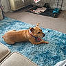 blanket, blue_rug, calm, carpet, collar, cozy, dog, fluffy_rug, furniture, home, indoor, living_room, neutral_colors, pet, pet_crate, relaxing, resting, sofa, tan_dog, water_bowl