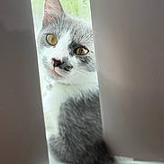 Niña is registered to the contest to win money with this photo: animal, blurred_background, cat, closeup, collar, curious, daylight, eyes, face, feline, fur, gray_cat, indoor, pet, raindrops, sitting, whiskers, white_cat, window, window_blinds
