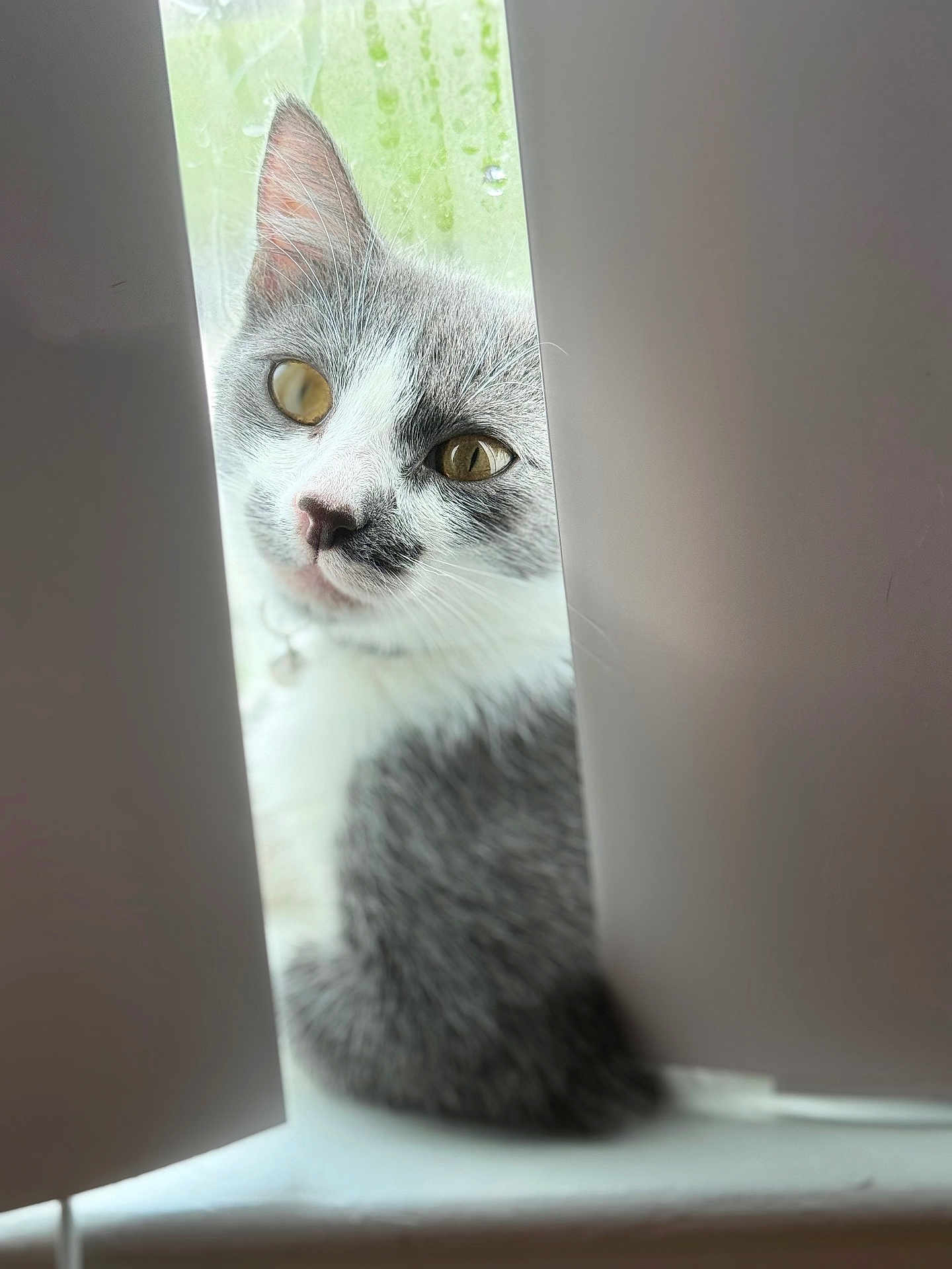 Niña