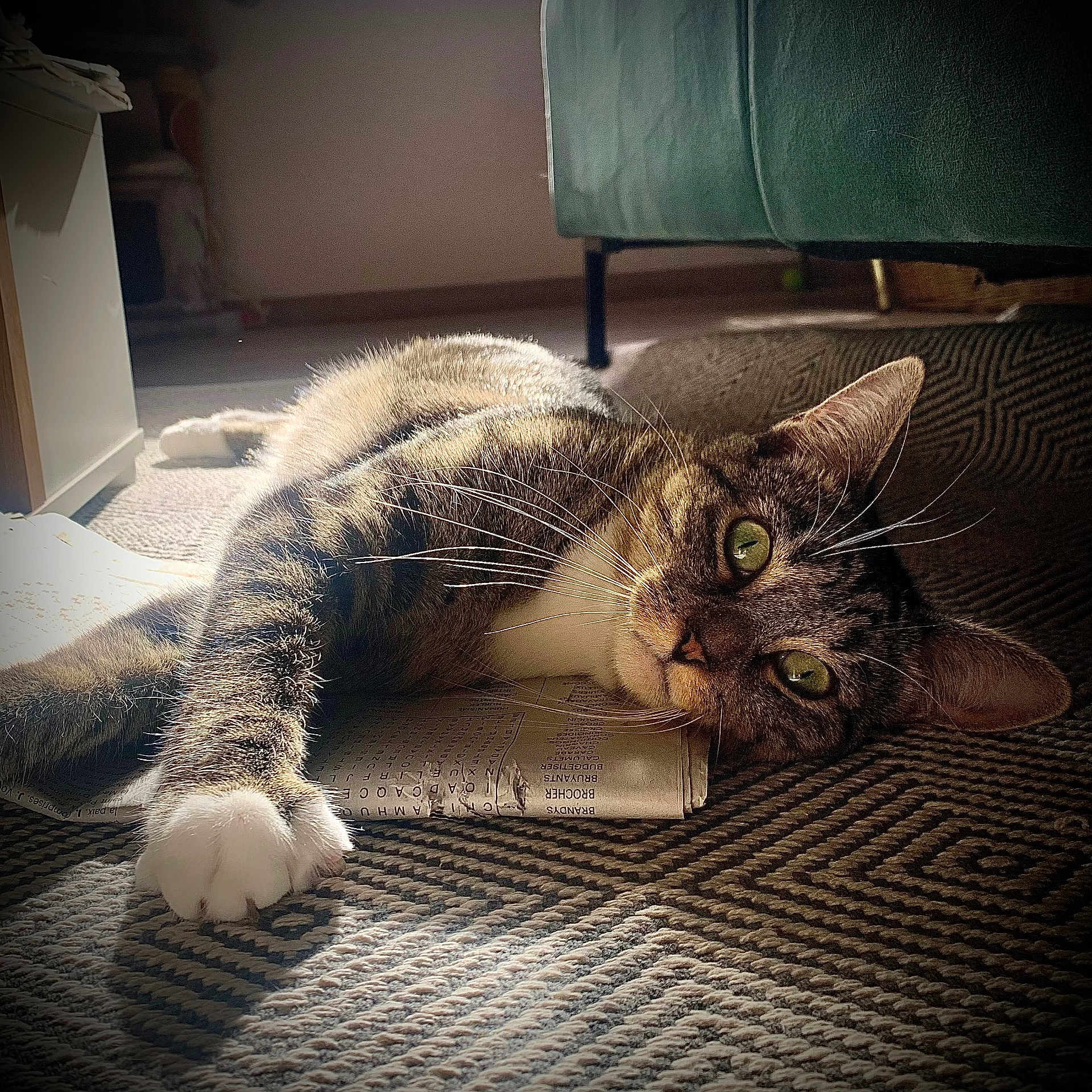 Taïka a rejoint le concours — aidez-le/la à gagner de superbes lots ! animal, architecture, book, building, cat, chair, couch, cushion, furniture, homedecor, indoors, interiordesign, kitten, livingroom, manx, person, pet, room, sleeping, text