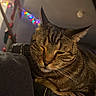 King is registered to the contest to win money with this photo: animal, cat, closeup, couch, cozy, cute, decorations, domestic_cat, ears, furniture, holiday_lights, indoor, leather, pet, relaxed, resting, sleeping, tabby, warm_lighting, whiskers