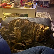 King joined the competition — help win amazing prizes! blanket, books, cat, cozy, cushion, decor, furniture, indoor, jar, lamp, living_room, pet, photo_frame, relaxing, rug, shelf, sleeping, tabby, table, warm_lighting