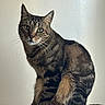 King joined the competition — help win amazing prizes! animal, cat, closeup, curious, domestic_cat, ears, eyes, feline, fur, furry, indoor, looking, mammal, pet, portrait, sitting, tabby_cat, texture, wall, whiskers