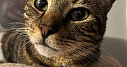 King joined the competition — help win amazing prizes! animal, cat, cat_tree, close_up, cozy, curious, domestic_cat, ears, eyes, feline, fur, indoor, nose, pet, portrait, relaxed, resting, soft_texture, tabby_cat, whiskers