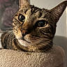 animal, cat, cat_tree, close_up, cozy, curious, domestic_cat, ears, eyes, feline, fur, indoor, nose, pet, portrait, relaxed, resting, soft_texture, tabby_cat, whiskers