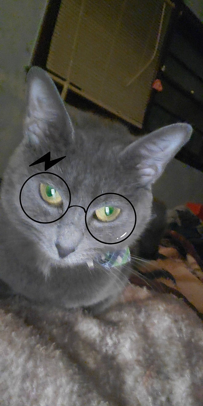 Stella is registered to the contest to win money with this photo: carnivore, cat, domestic_short_haired_cat, ear, electric_blue, eyewear, felidae, fur, glasses, grey, iris, personal_protective_equipment, shipping_box, small_to_medium_sized_cats, snout, tail, whiskers