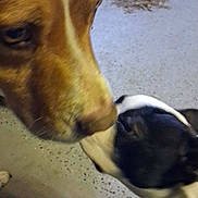 Zuma is registered to the contest to win money with this photo: dog, brown_dog, black_and_white_dog, close_up, floor, indoor, sniffing, animal, pet, canine, friendship, two_dogs, interaction, nose, head, paw, domestic_animal, companions, curious, mammal