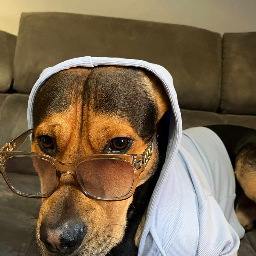 Kirikou participe au concours pour gagner de l'argent avec cette photo : accessories, animal, canine, clothing, couch, dog, face, furniture, glasses, head, hoodie, hound, indoors, interiordesign, knitwear, person, pet, photography, portrait, puppy