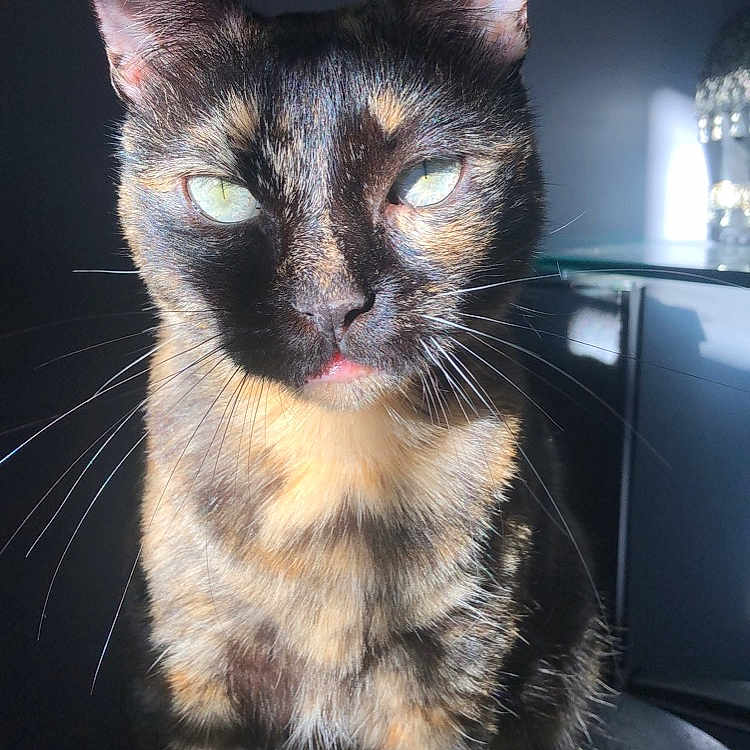 Mimi