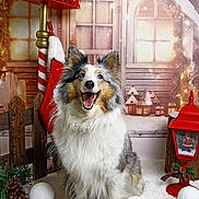 Sally a rejoint le concours — aidez-le/la à gagner de superbes lots ! dog, sheepdog, fluffy, christmas, holiday, mailbox, stocking, pine_cone, snowball, lantern, decorations, festive, indoor, smiling, pet, canine, fence, wooden, background, happy
