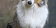 Sally a rejoint le concours — aidez-le/la à gagner de superbes lots ! dog, shetland_sheepdog, portrait, fluffy, fur, blue_eyes, head_tilt, pet, animal, studio, indoor, wooden_floor, background, cute, canine, mammal, sitting, long_hair, ears, nose