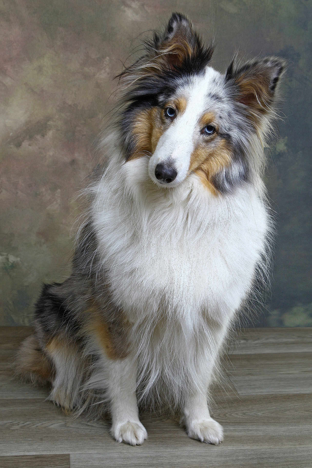 Sally a rejoint le concours — aidez-le/la à gagner de superbes lots ! dog, shetland_sheepdog, portrait, fluffy, fur, blue_eyes, head_tilt, pet, animal, studio, indoor, wooden_floor, background, cute, canine, mammal, sitting, long_hair, ears, nose