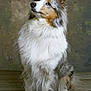 Sally participe au concours pour gagner de l'argent avec cette photo : dog, fluffy, sitting, blue_eye, portrait, indoor, wooden_floor, long_fur, attentive, studio, animal, pet, collie, cute, furry, ears_up, looking_up, brown, white, gray