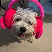 Gandalf a rejoint le concours — aidez-le/la à gagner de superbes lots ! dog, white_dog, fluffy, earmuffs, pink_earmuffs, pet, indoor, floor, happy, tongue_out, looking_up, cute, small_dog, fur, animal, ears, toy, shadow, home, floor_tiles