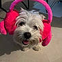 dog, white_dog, fluffy, earmuffs, pink_earmuffs, pet, indoor, floor, happy, tongue_out, looking_up, cute, small_dog, fur, animal, ears, toy, shadow, home, floor_tiles