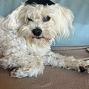 Gimli participe au concours pour gagner de l'argent avec cette photo : dog, white_dog, fluffy, curly_fur, pet, animal, lying_down, indoor, beige_surface, blue_background, black_object, close_up, cute, mischievous_expression, fur, paw, nose, ears, relaxed, companion