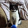 animal, black_and_white, blanket, blue_toy, cat, closeup, couch, cute, domestic, furniture, furry, indoor, kitten, mustache_marking, pet, playful, sitting, toy_mouse, whiskers, young