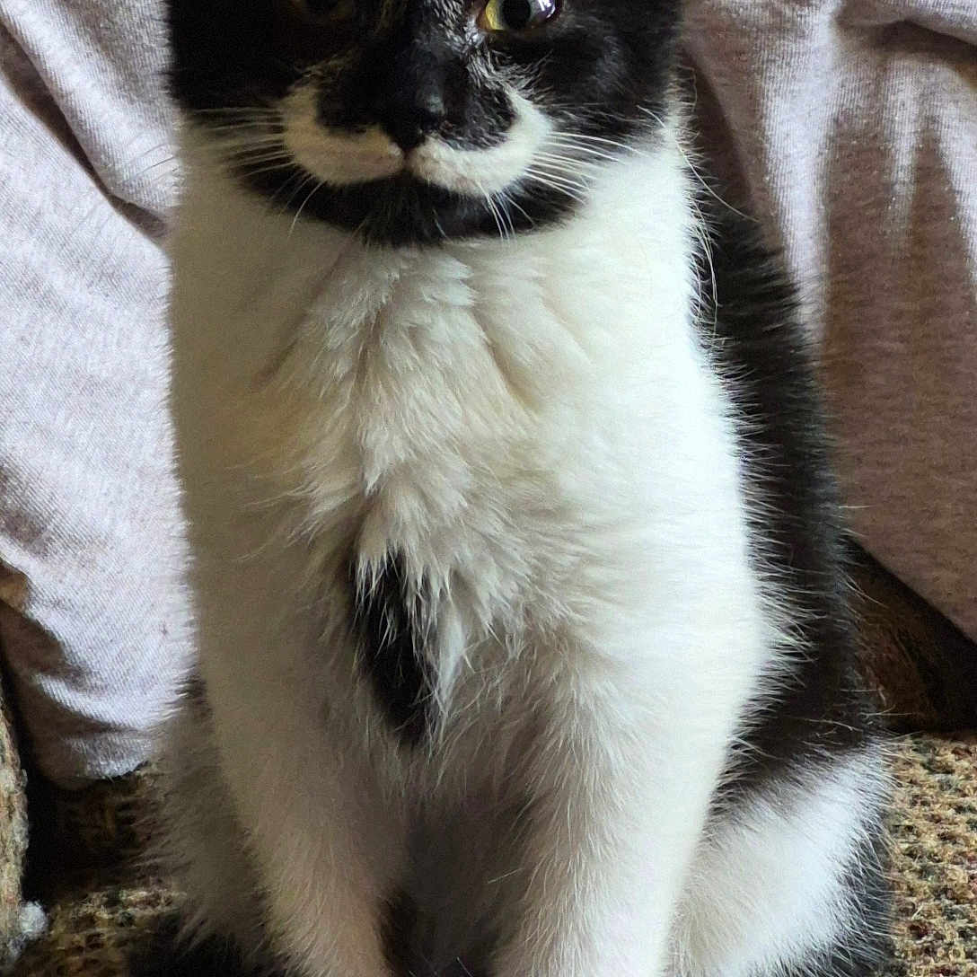 Catrick Swayze is registered to the contest to win money with this photo: animal, black_and_white, blanket, blue_toy, cat, cozy, curious, cute, domestic_cat, feline, fur, indoor, kitten, mustache_pattern, paw, pet, playful, sitting, toy_mouse, whiskers