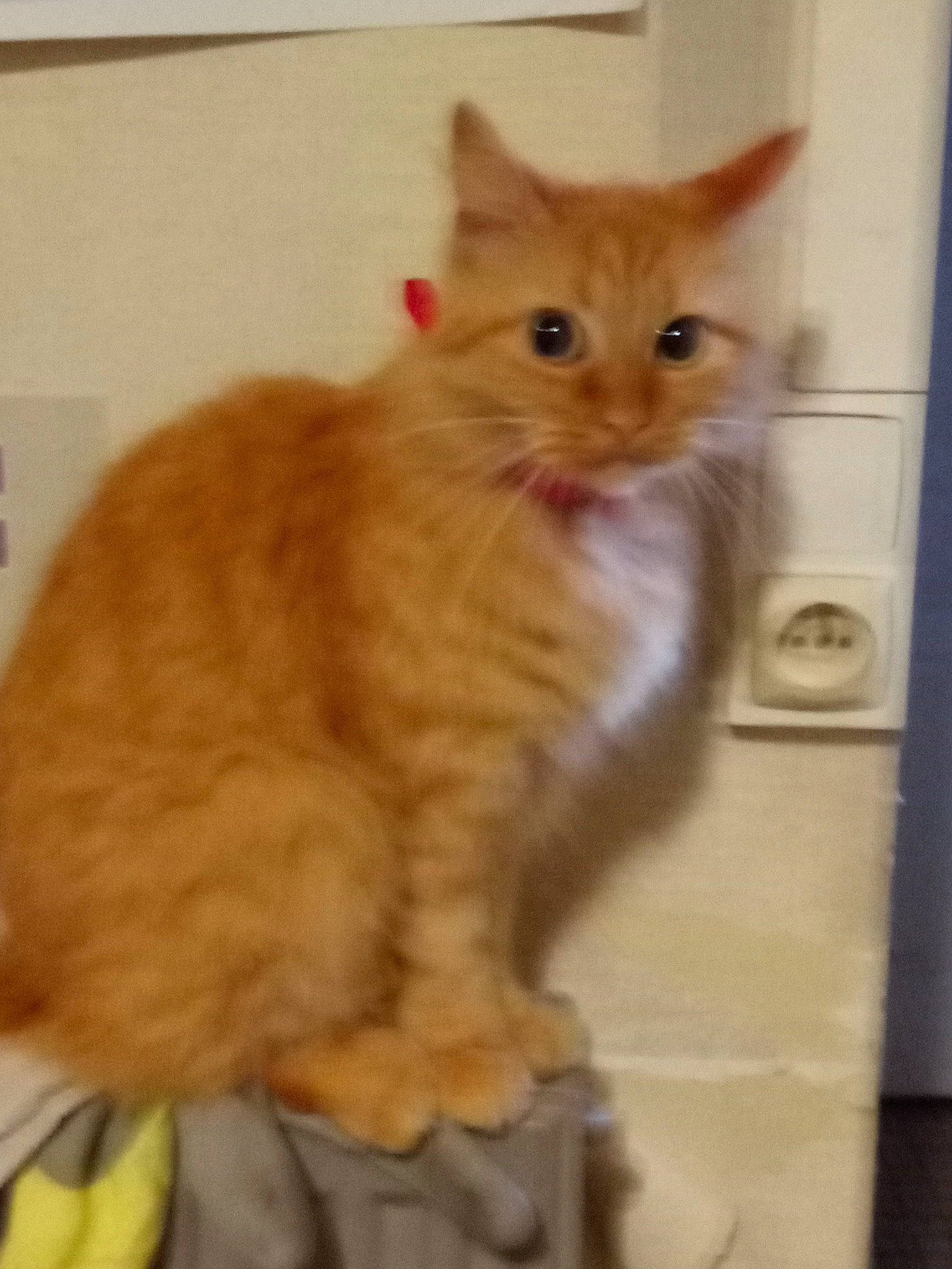 Lilas a rejoint le concours — aidez-le/la à gagner de superbes lots ! aegean_cat, carnivore, cat, cymric, domestic_long_haired_cat, domestic_short_haired_cat, european_shorthair, fawn, felidae, kitten, kurilian_bobtail, maine_coon, mammal, polydactyl_cat, small_to_medium_sized_cats, snout, tabby_cat, tail, vertebrate, whiskers