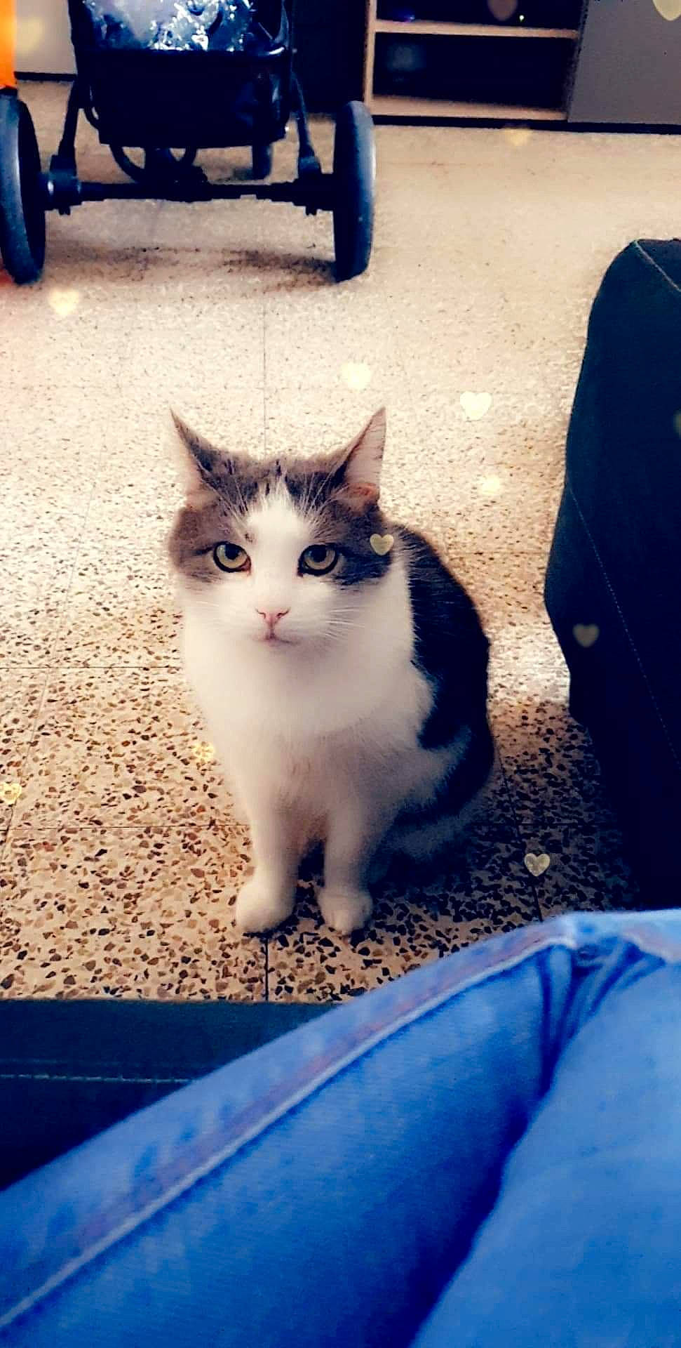 IDEFIX a rejoint le concours — aidez-le/la à gagner de superbes lots ! aegean_cat, carnivore, cat, cloud, domestic_short_haired_cat, ear, european_shorthair, eye, felidae, fur, kitten, nose, ojos_azules, polydactyl_cat, sitting, sky, small_to_medium_sized_cats, snapshot, whiskers