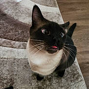 Espresso is registered to the contest to win money with this photo: animal, carpet, cat, curious, cute, domestic, ears, expression, feline, floor, fur, indoor, looking_up, mammal, pet, playful, siamese, tongue, whiskers, wide_eyes