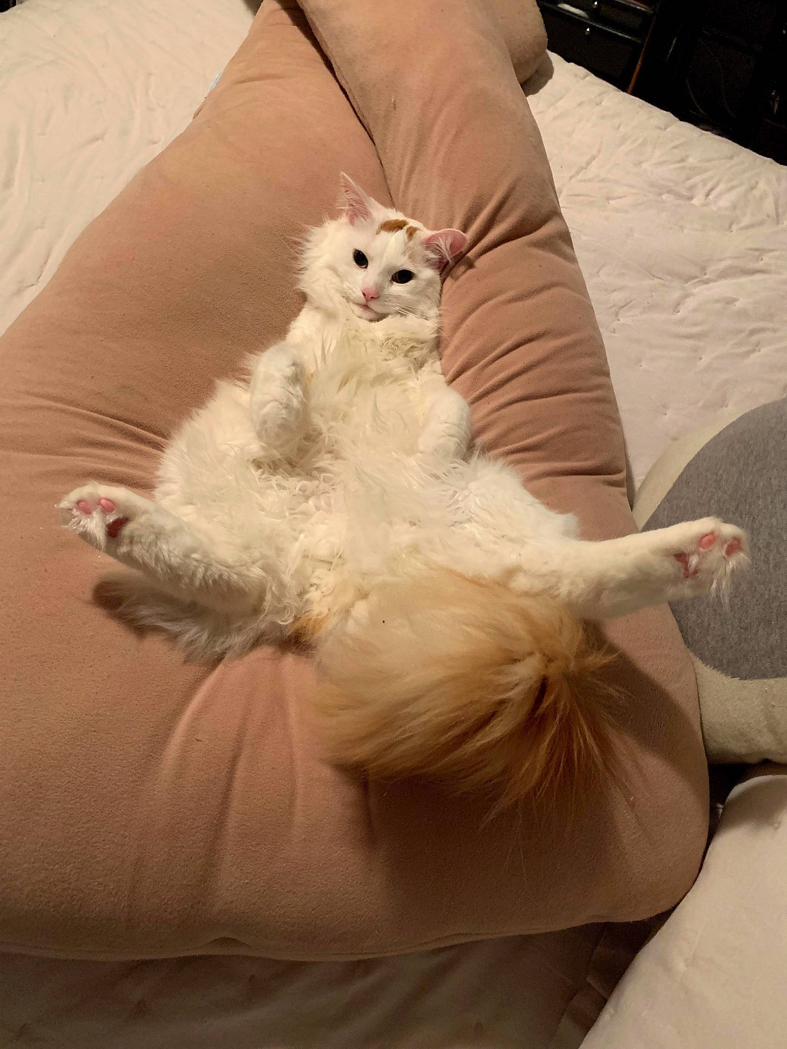 Kismet is registered to the contest to win money with this photo: abdomen, canidae, carnivore, comfort, companion_dog, couch, dog, dog_breed, fawn, feather, felidae, fur, linens, paw, ragdoll, small_to_medium_sized_cats, sporting_group, tail, toy_dog, whiskers