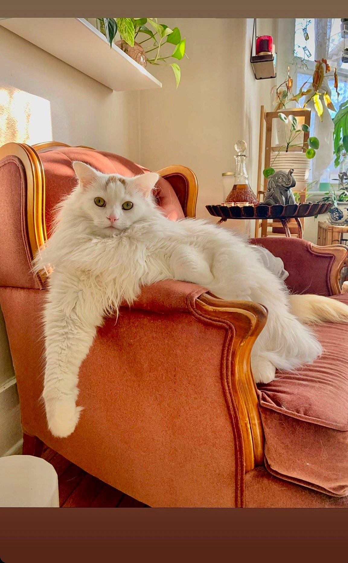 Kismet joined the competition — help win amazing prizes! carnivore, cat, chair, comfort, couch, domestic_short_haired_cat, fawn, felidae, flooring, houseplant, lamp, lighting, picture_frame, plant, small_to_medium_sized_cats, tail, textile, whiskers, window, wood