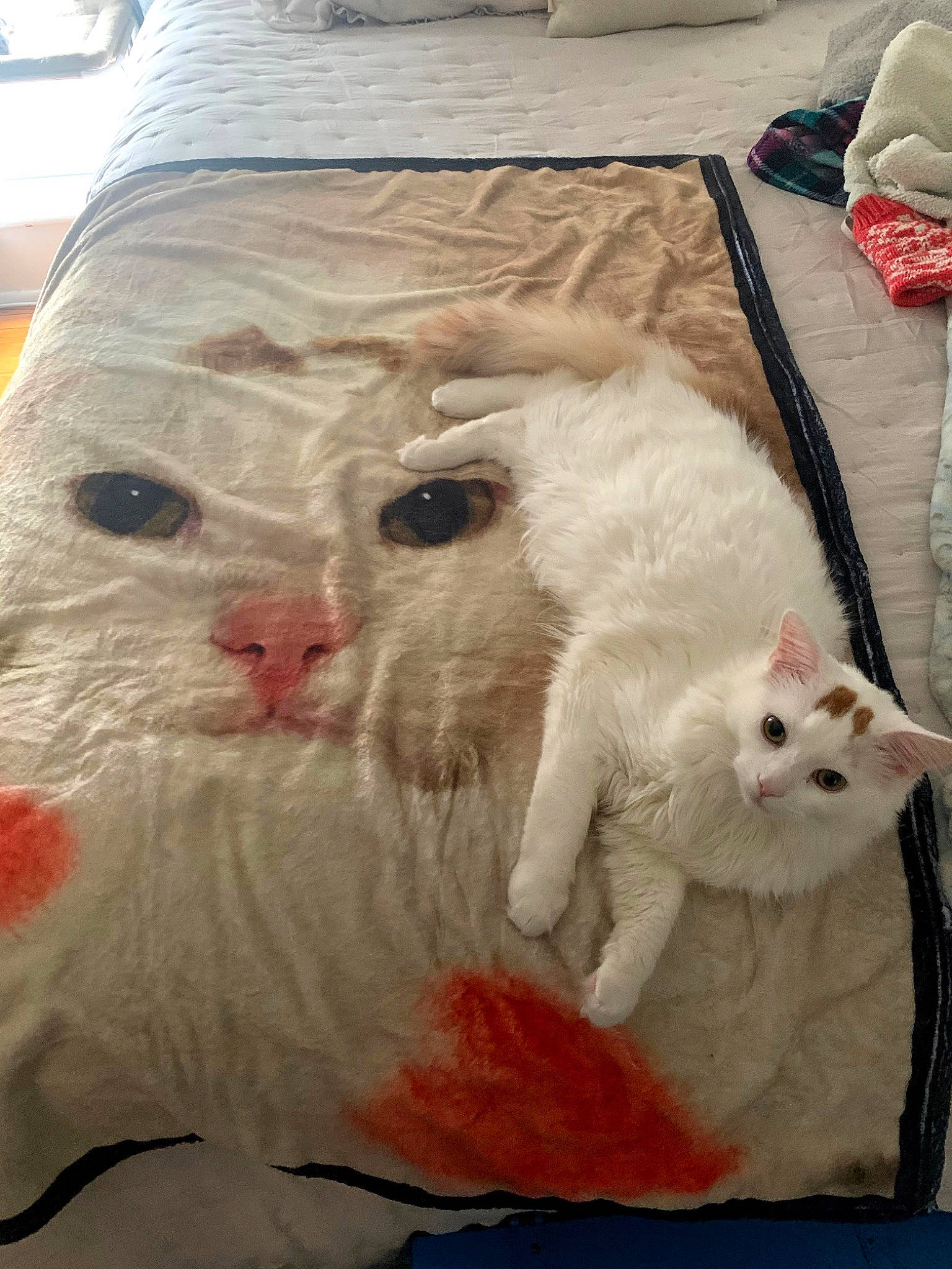 Kismet is registered to the contest to win money with this photo: art, carnivore, cat, claw, domestic_short_haired_cat, fang, fawn, felidae, fur, linens, mammal, paw, small_to_medium_sized_cats, snout, tail, whiskers